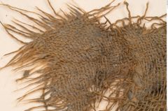 Foto von Textil (NHMW-PRAE-125686)